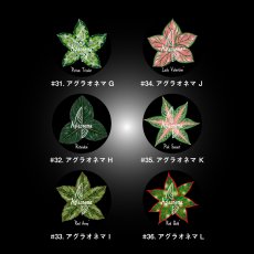 画像3: CYNCA スタンダード缶バッジ アグラオネマGL選べる3個セット (3)