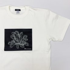 画像3: CYNCA S/S Tシャツ ハエトリグサA (3)